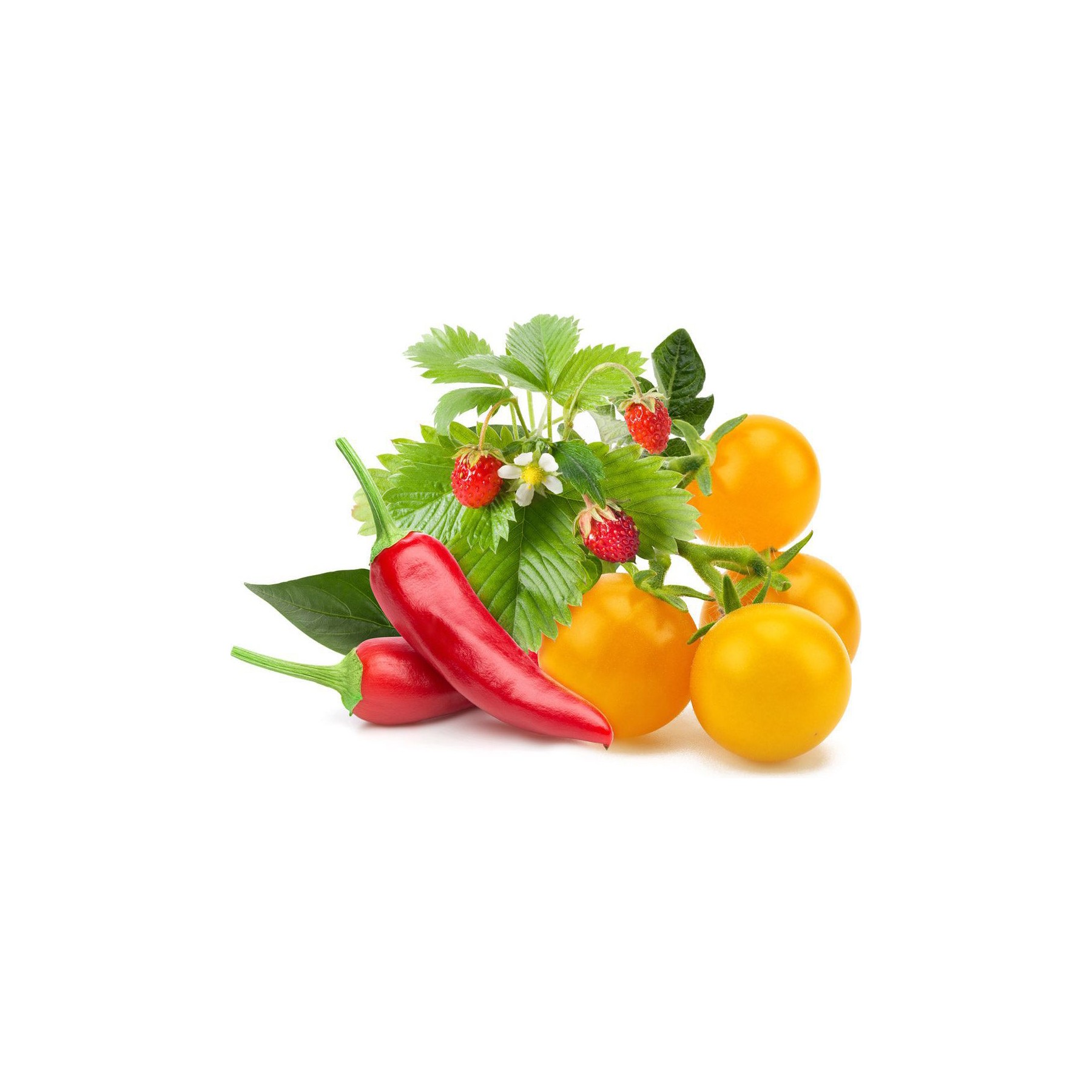 Coffret recharges jardin d'intérieur CLICK AND GROW Mélange fruits et légumes / pack de 9