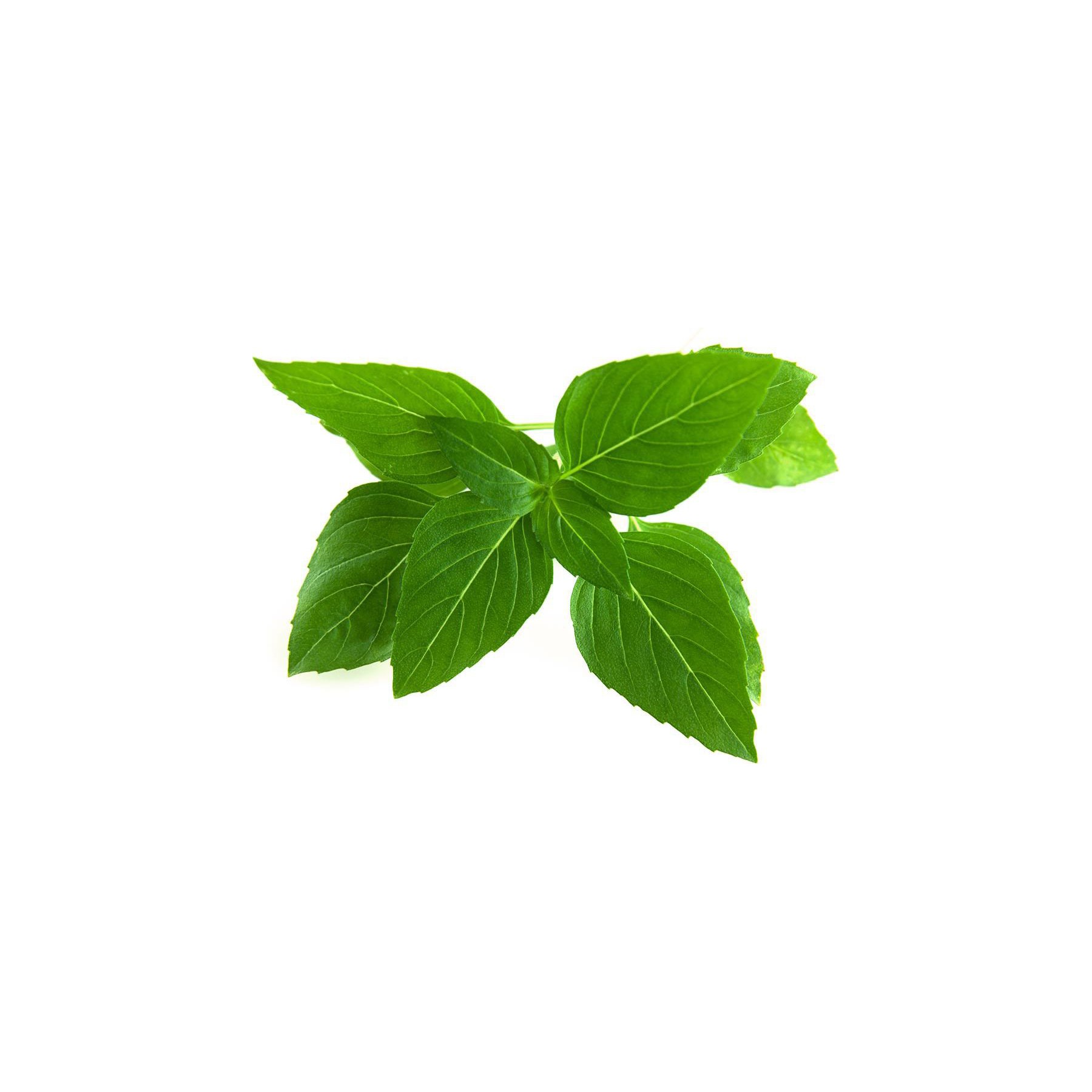 Coffret recharges jardin d'intérieur CLICK AND GROW Basilic thaï / pack de 3