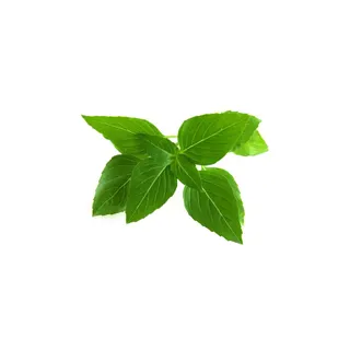 Coffret recharges jardin d'intérieur CLICK AND GROW Basilic thaï / pack de 3